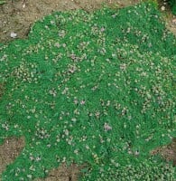 Thymus praecox Minor 9 cm Topf - Größe nach Saison