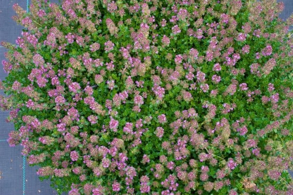 Thymus praecox Purpurteppich 9 cm Topf - Größe nach Saison