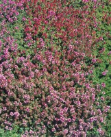 Thymus praecox Purpurteppich 9 cm Topf - Größe nach Saison