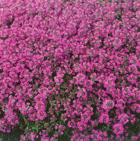 Thymus praecox Red Carpet 9 cm Topf - Größe nach Saison