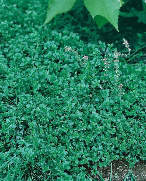 Thymus pulegioides 9 cm Topf - Größe nach Saison