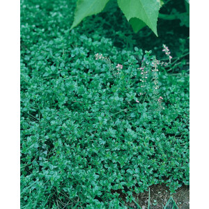 Thymus pulegioides 9 cm Topf - Größe nach Saison