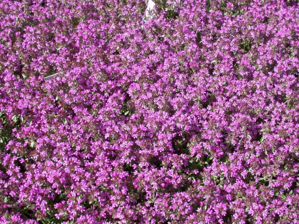 Thymus serpyllum 9 cm Topf - Größe nach Saison