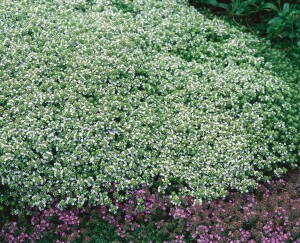 Thymus serpyllum 9 cm Topf - Größe nach Saison