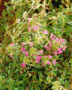 Thymus serpyllum 9 cm Topf - Größe nach Saison