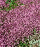 Thymus serpyllum 9 cm Topf - Größe nach Saison