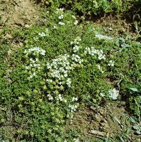 Thymus serpyllum 9 cm Topf - Größe nach Saison