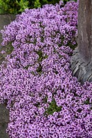 Thymus serpyllum 9 cm Topf - Größe nach Saison