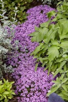 Thymus serpyllum 9 cm Topf - Größe nach Saison