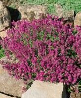 Thymus serpyllum 9 cm Topf - Größe nach Saison