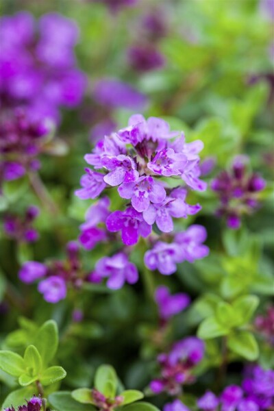 Thymus serpyllum Coccineus 9 cm Topf - Größe nach Saison