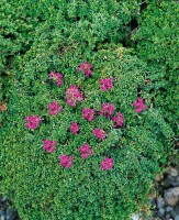 Thymus serpyllum Coccineus 9 cm Topf - Größe nach Saison