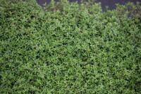 Thymus serpyllum Coccineus 9 cm Topf - Größe nach Saison