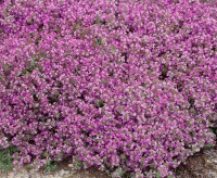 Thymus serpyllum Coccineus 9 cm Topf - Größe nach Saison