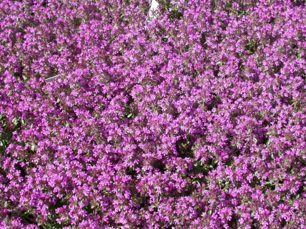 Thymus serpyllum Creeping Red 9 cm Topf - Größe nach Saison