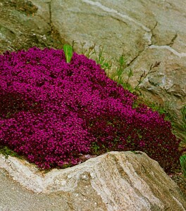 Thymus serpyllum Creeping Red 9 cm Topf - Größe nach Saison