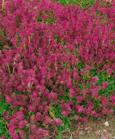 Thymus serpyllum Creeping Red 9 cm Topf - Größe nach Saison