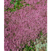 Thymus serpyllum Magic Carpet 9 cm Topf -...