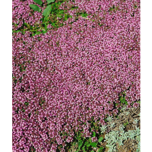 Thymus serpyllum Pink Chintz 9 cm Topf - Größe...