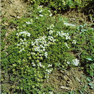 Thymus serpyllum var.albus 9 cm Topf - Größe...