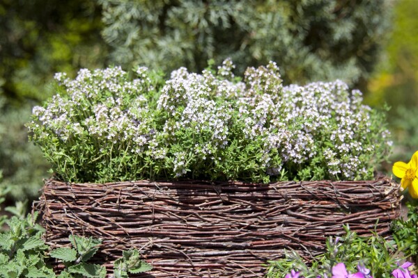 Thymus vulgaris 9 cm Topf - Größe nach Saison