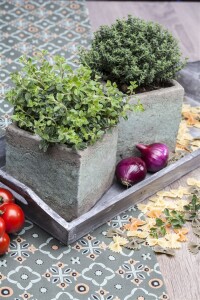 Thymus vulgaris 9 cm Topf - Größe nach Saison