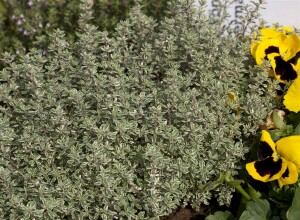 Thymus vulgaris 9 cm Topf - Größe nach Saison