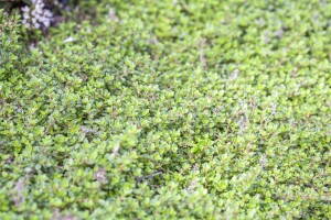 Thymus vulgaris 9 cm Topf - Größe nach Saison