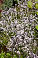 Thymus vulgaris 9 cm Topf - Größe nach Saison