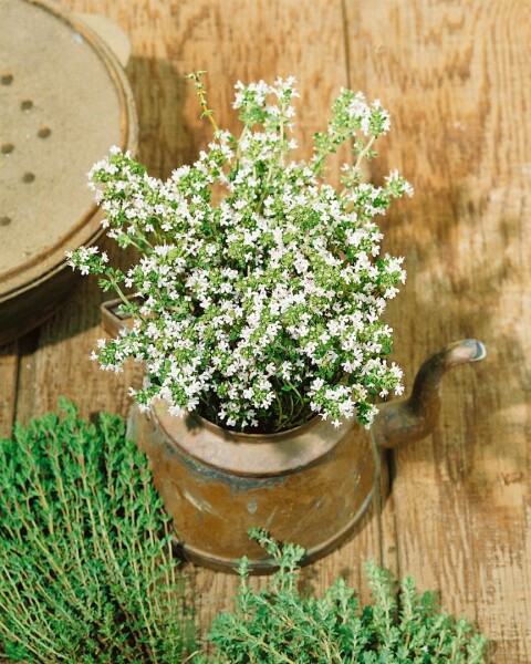 Thymus vulgaris Pinewood 9 cm Topf - Größe nach Saison