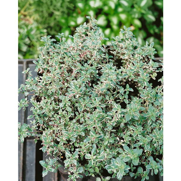 Thymus vulgaris Silver Posie P 0,5