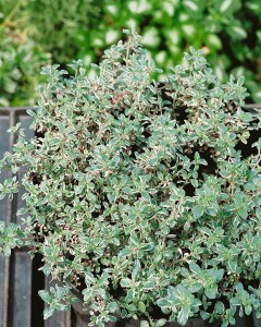 Thymus vulgaris Silver Posie 9 cm Topf - Größe...