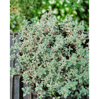 Thymus vulgaris Silver Posie 9 cm Topf - Größe...