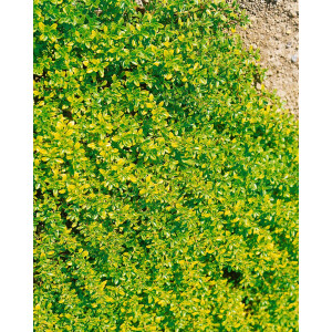 Thymus x citriodorus Bertram Anderson 9 cm Topf -...