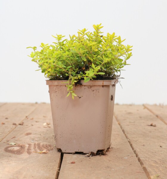 Thymus x citriodorus Golden Dwarf 9 cm Topf - Größe nach Saison