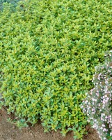 Thymus x citriodorus Golden Dwarf 9 cm Topf - Größe nach Saison