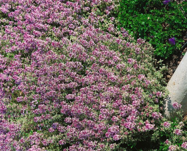 Thymus x citriodorus Lammefjord 9 cm Topf - Größe nach Saison