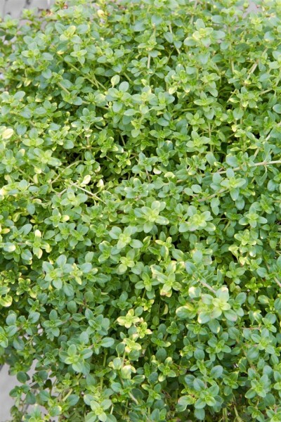 Thymus x citriodorus Orange Scent 9 cm Topf - Größe nach Saison