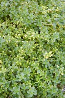 Thymus x citriodorus Orange Scent 9 cm Topf - Größe nach Saison