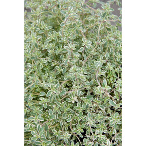 Thymus x citriodorus Silver King 9 cm Topf -...