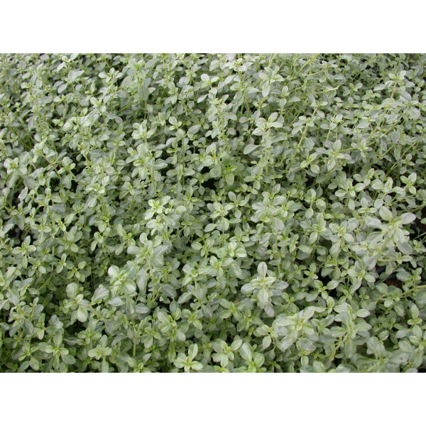 Thymus x citriodorus Silver Queen P 0,5