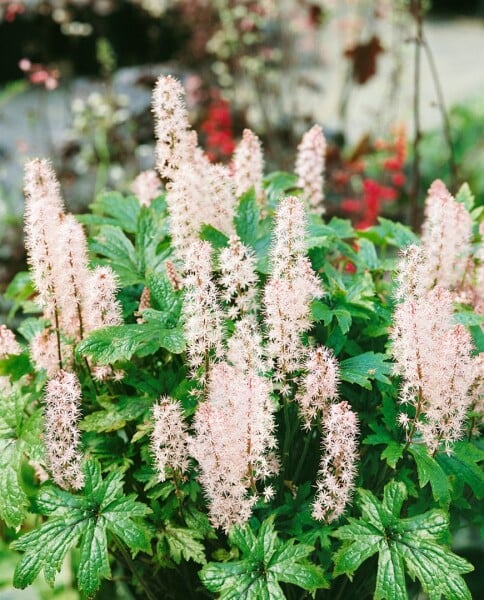 Tiarella laciniata Pink Skyrocket  -R- 11 cm Topf - Größe nach Saison