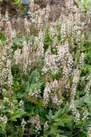 Tiarella laciniata Pink Skyrocket  -R- 11 cm Topf - Größe nach Saison