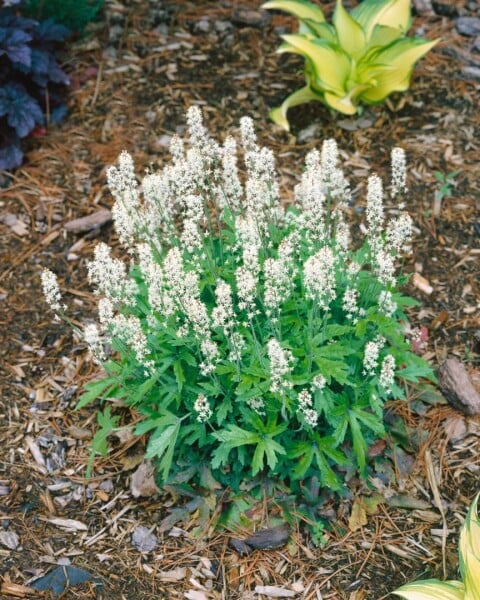 Tiarella polyphylla Skeleton Key 11 cm Topf - Größe nach Saison