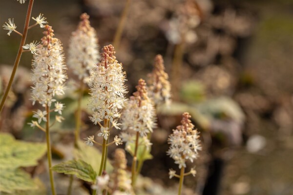 Tiarella wherryi 9 cm Topf - Größe nach Saison