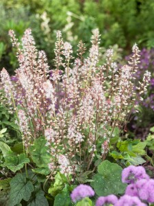 Tiarella wherryi 9 cm Topf - Größe nach Saison