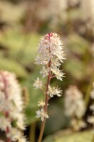 Tiarella wherryi 9 cm Topf - Größe nach Saison