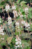 Tiarella wherryi 9 cm Topf - Größe nach Saison