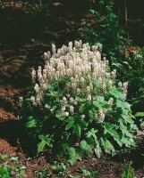 Tiarella wherryi 9 cm Topf - Größe nach Saison