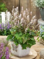 Tiarella wherryi 9 cm Topf - Größe nach Saison